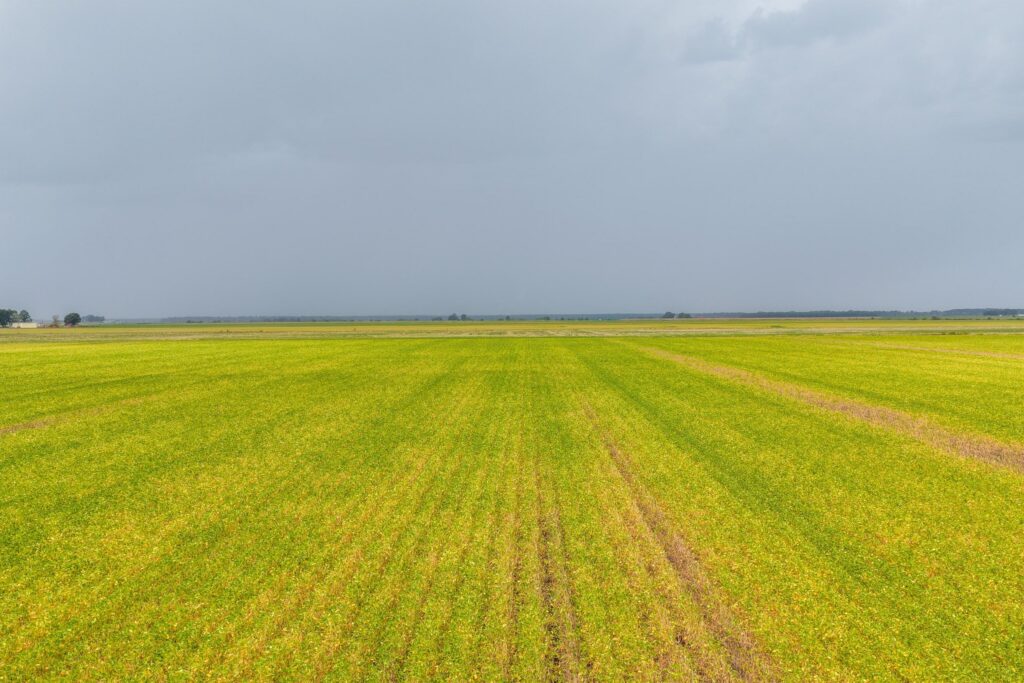 385 acre row crop farm sold at auction in Stuttgart, Arkansas